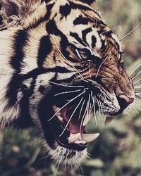 Екатерина Кашникова