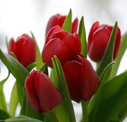 Гульнара Кыдырбаева