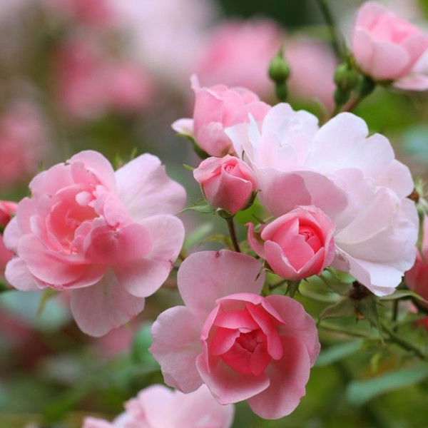 Валентина Валентина Валентина