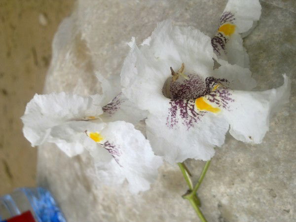 Галина Соловьева