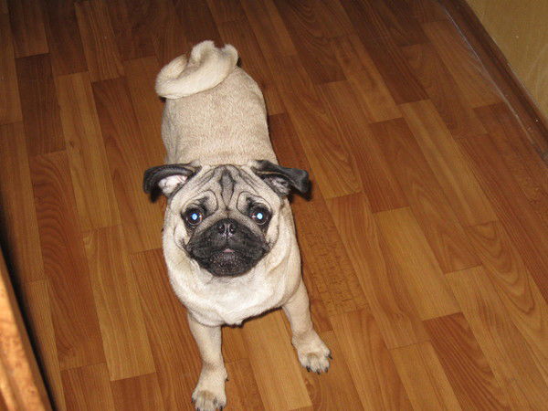 Олег Меркулов