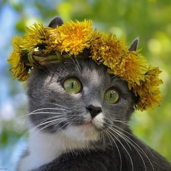 Николай Чангас