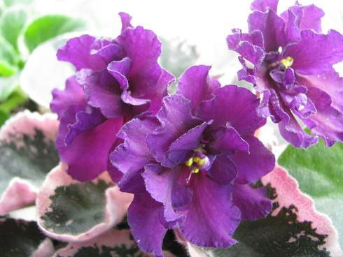 Гульназ Смирнова