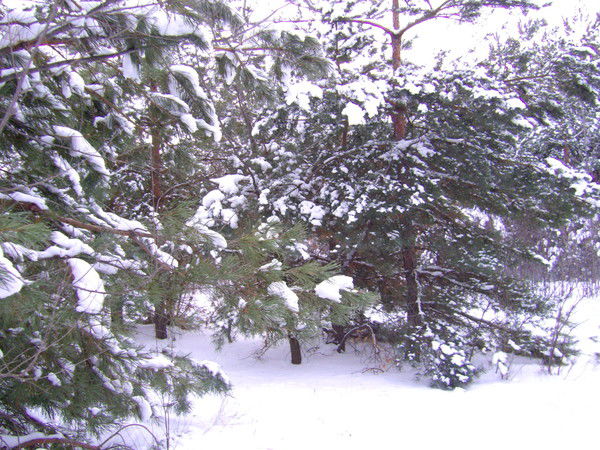 Тема Смородников