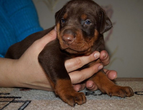 Елена Журавлева