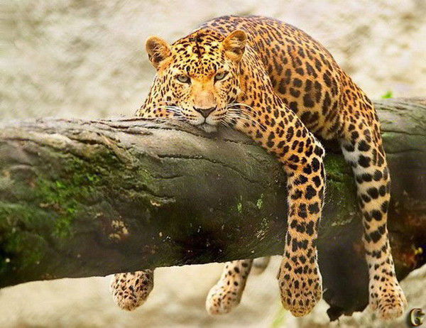 Михаил Пoлищук