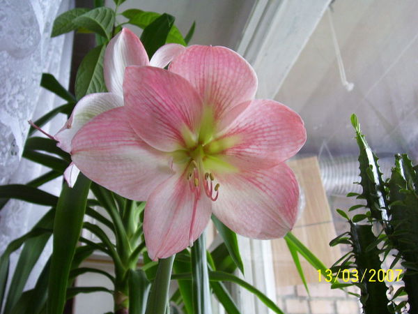 Вера Усиченко