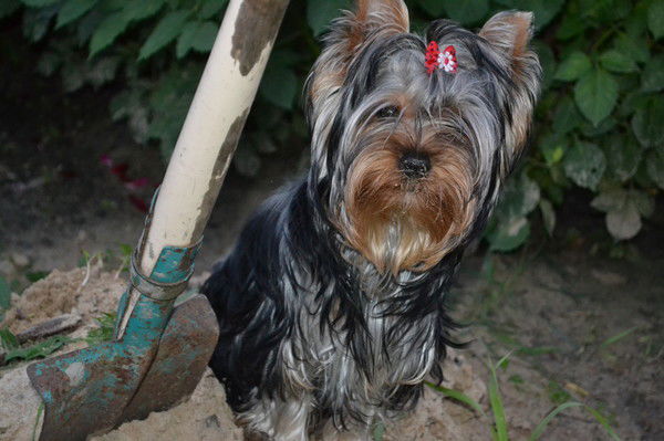 Елена Сарайкина