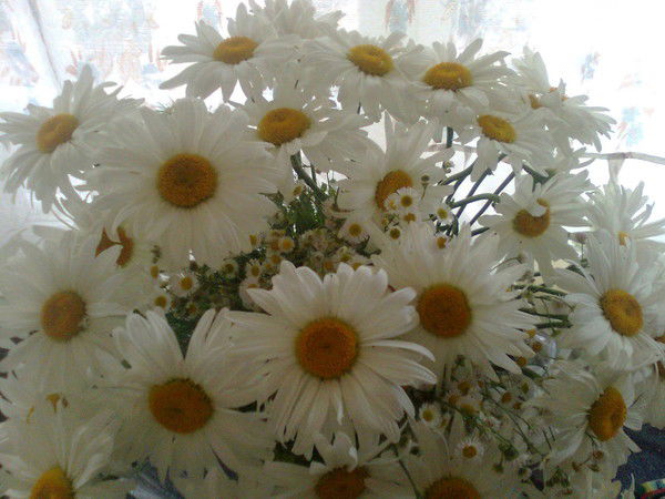 Елена Емельянова