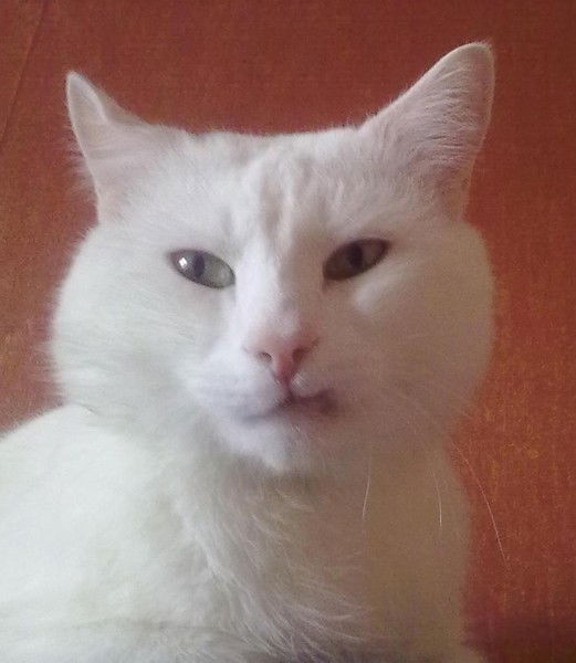 Кирилл Кирилл