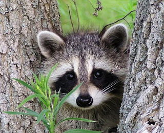 Алсу Гайсина