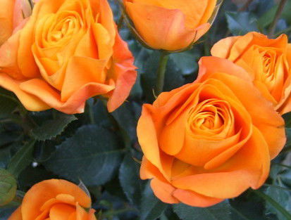 Гуля Сулеева