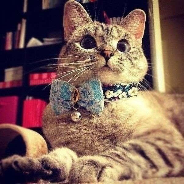 Анастасия Травкина