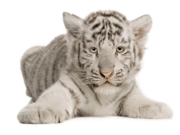 Вика Чернюк