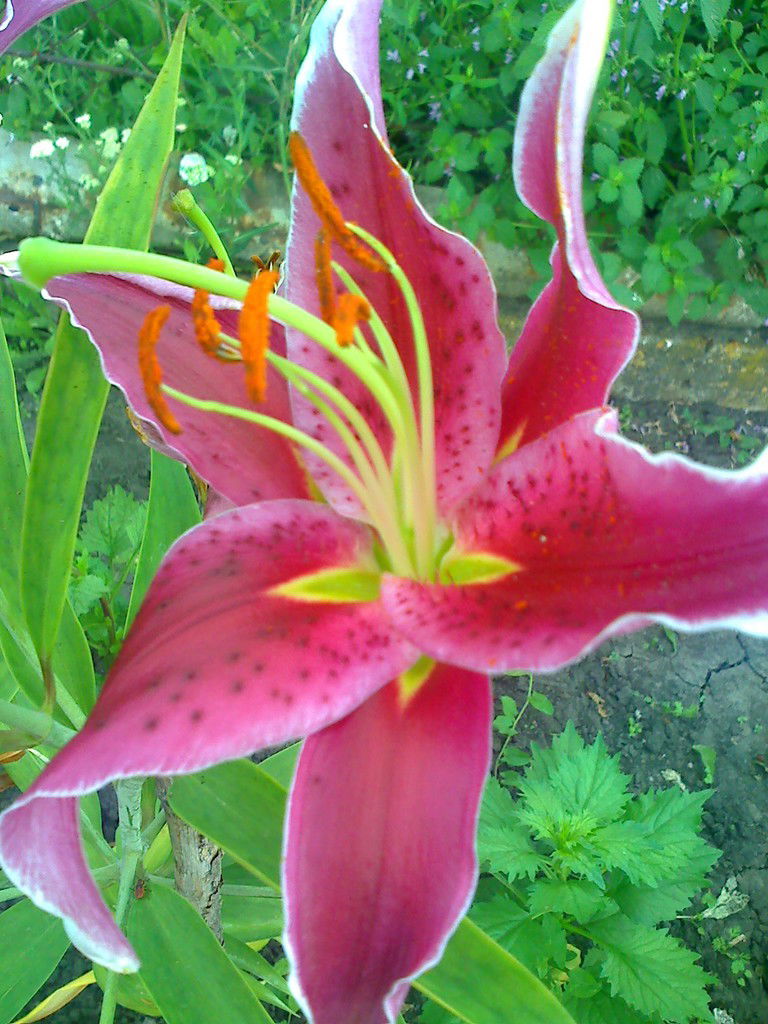 Лиля Ольховикова