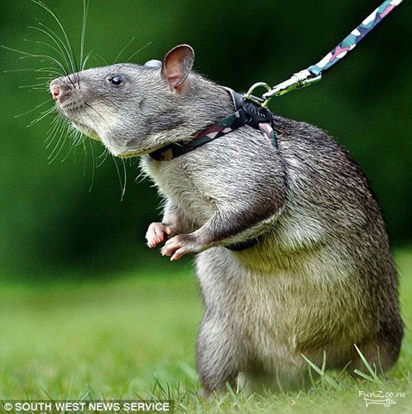 Ирина Арутюнова