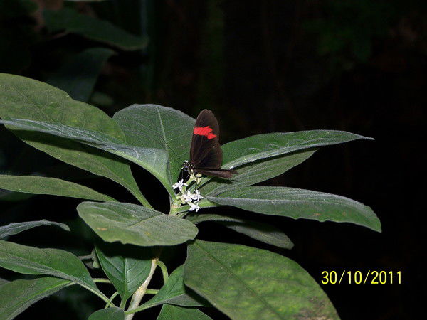 Наталия Лебсак