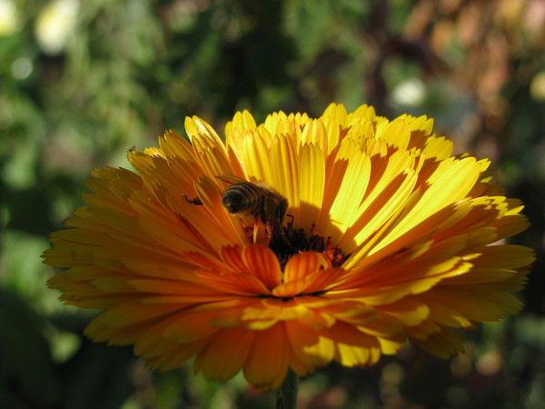 Наталья Чумаченко