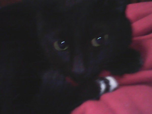 Алена Пакичева