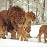 Артур Валиев