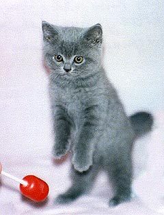 Светлана Светлана