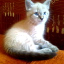 Yana H@ppi