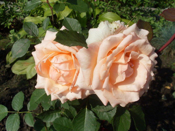 Тамара Симакова