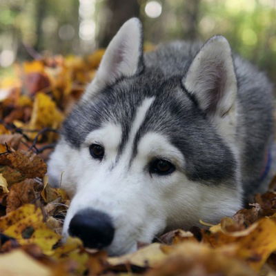 Алена Селезнева