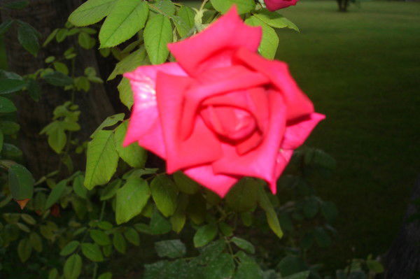 Ирина Климова