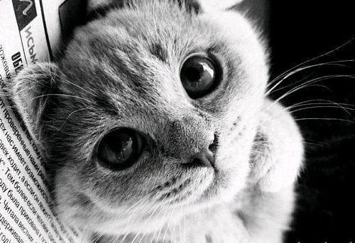 Кира Самойленко