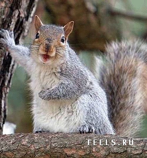 Антон Евсеев