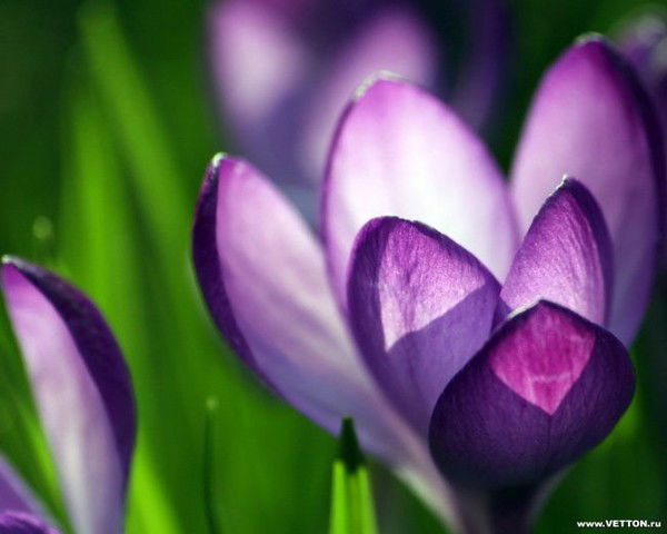 Наталья Смирнова