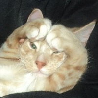 Джозеф Фокслайт