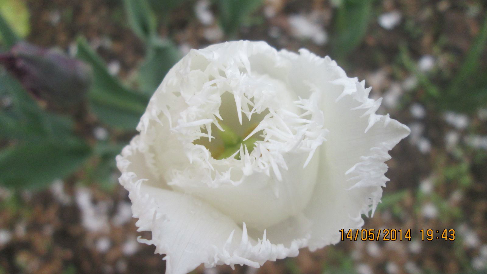 Илья Куклев