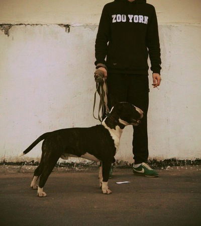 Александр Бокай