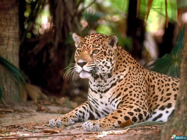 Павел Боронин