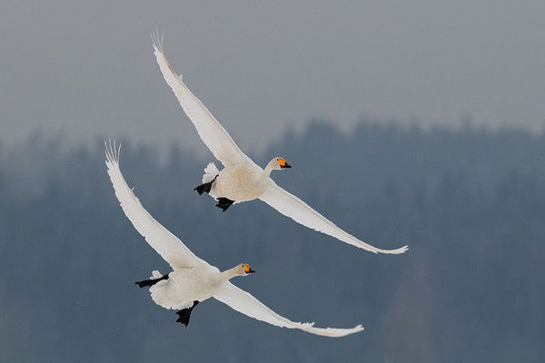 Канат Маекенов