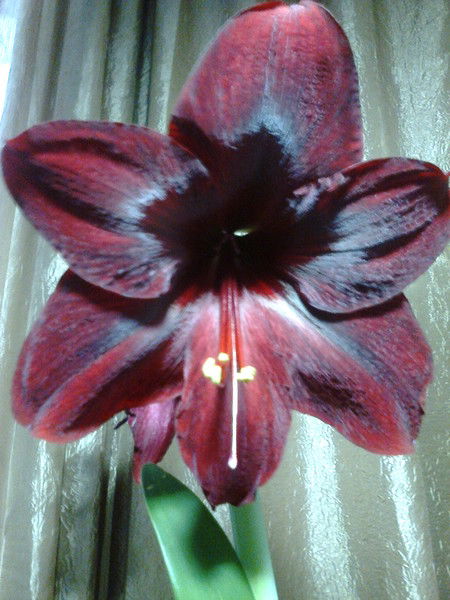 Татьяна Коннова