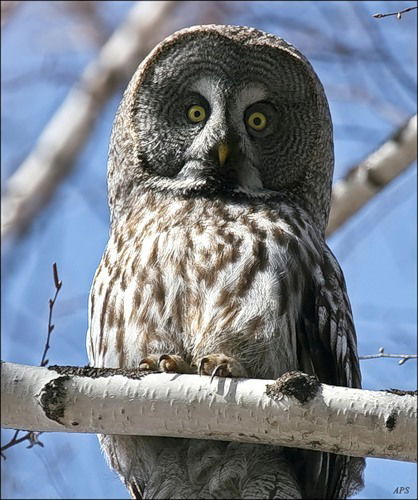 Дмитррий Семёнов