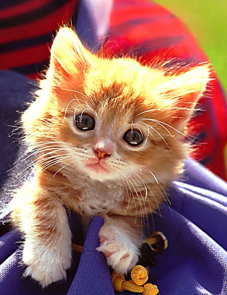 Инна Синькова