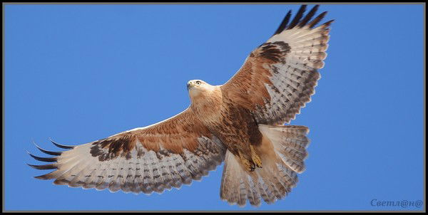 Виктор Комардин