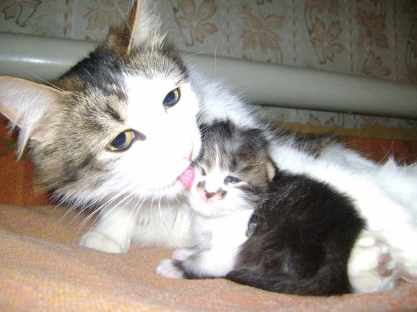 Алексей Черногузов