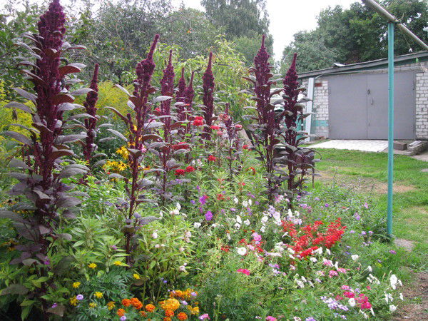 Надежда Пешеходова