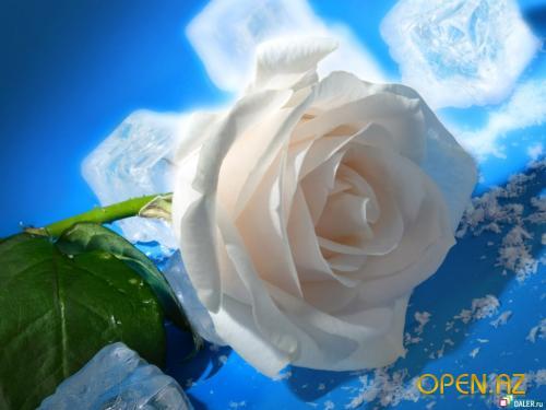 Шахида Алиева