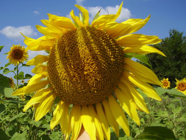 ************* ************