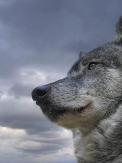 Сергей Лубенцов