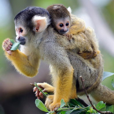 Марина Асташина