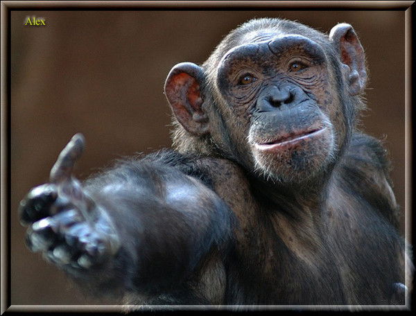 Алексей Шопенков