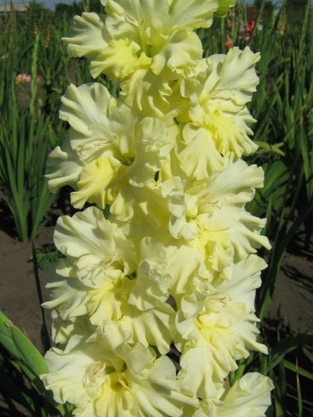 Сергей Виноградов