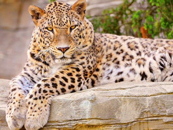 Айзада Айзадаева